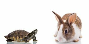 tortise and hare